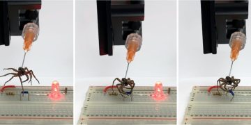 How researchers at Rice University in Texas figured out how to revive dead spiders (sort of)