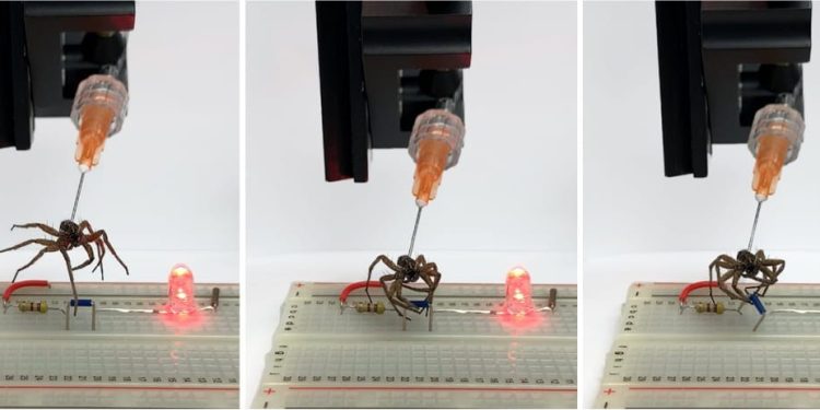 How researchers at Rice University in Texas figured out how to revive dead spiders (sort of)