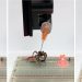 How researchers at Rice University in Texas figured out how to revive dead spiders (sort of)